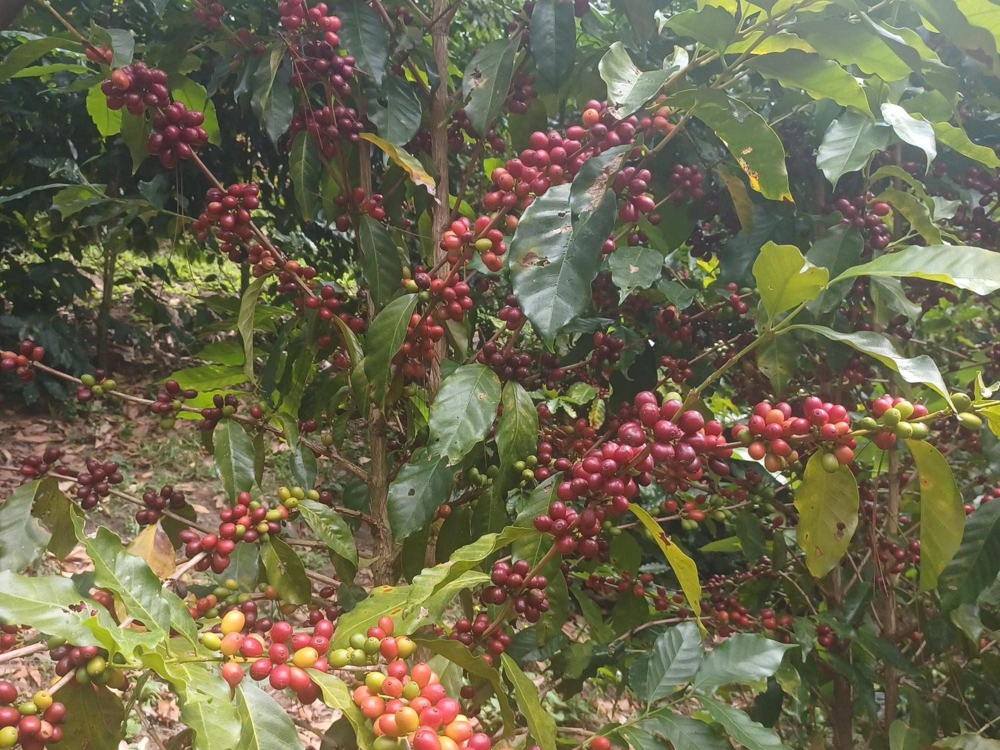 Finca Magdalena Eco Lodge Balgue Eksteriør billede